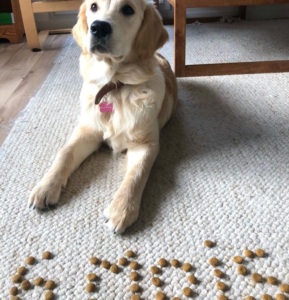 Hip dysplasia in retrievers