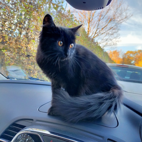 Can we have a ‘I love my beautiful cats’ thread?!