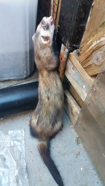 Rabbits - indoors or outdoors?