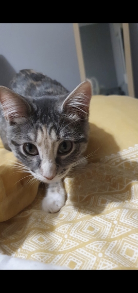 What colour is my kitten
