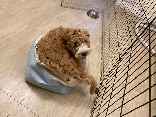 Puppy Survival Thread: surviving into 2022