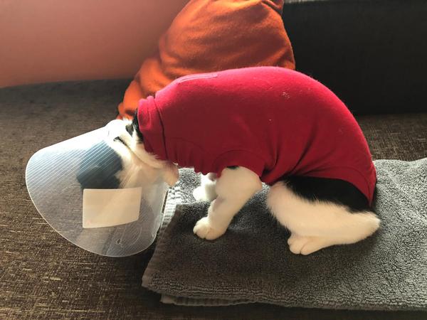 Sodding vet collar - help