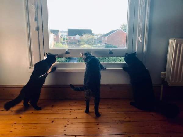 I need your photos of cats looking out of windows.  And I need them now!