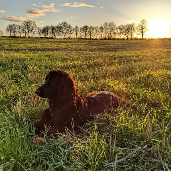 Puppy Survival Thread: surviving into 2022