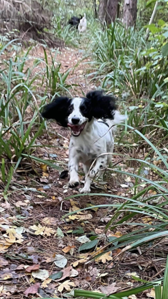 Talk to me about Cocker Spaniels...