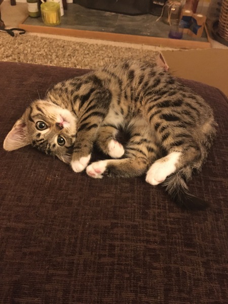 Can we have a ‘I love my beautiful cats’ thread?!