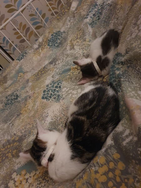 Runt of the litter probs, and sister who can't be picked up! Help!