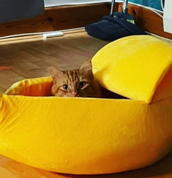 Buying stuff for the cats