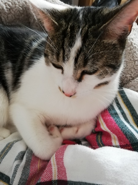 Stressy cat Mum!