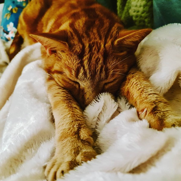 Can we have a ‘I love my beautiful cats’ thread?!