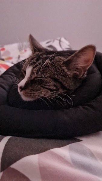 Sodding vet collar - help