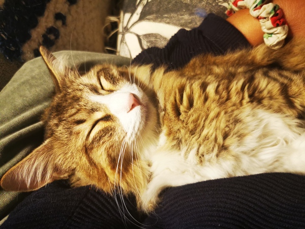 Cat in pain