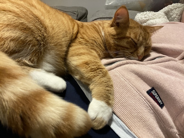 Can we have a ‘I love my beautiful cats’ thread?!