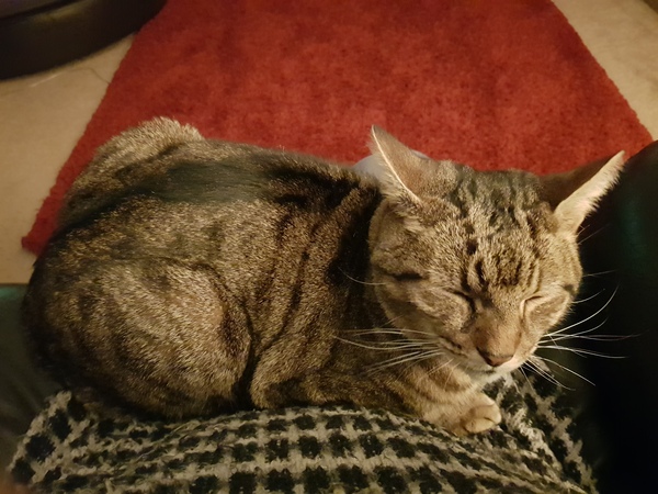 How old is/are your current cat/s?