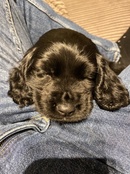 To ask for your help naming my pup