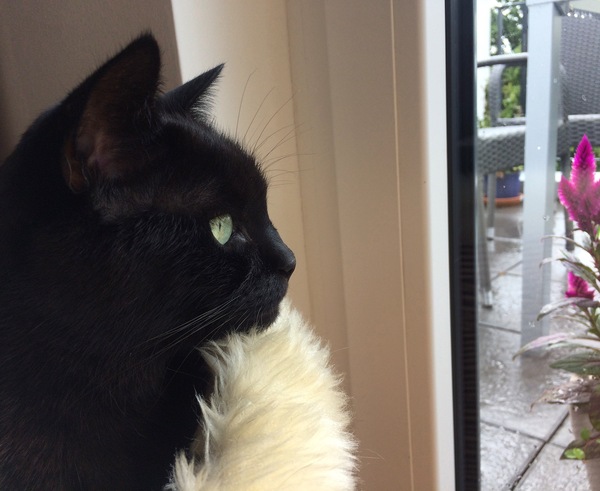 I need your photos of cats looking out of windows.  And I need them now!
