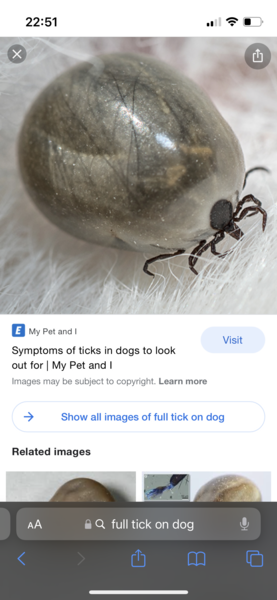 Is this a tick?