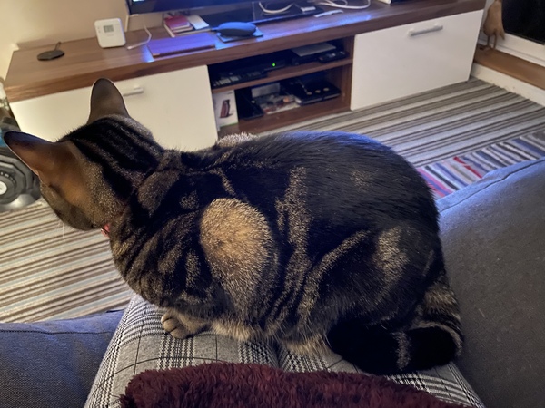 Ollie, Paws, friends and family