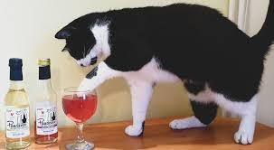 This amount of cat slavery is normal in our house. Normal people must think we are bonkers.