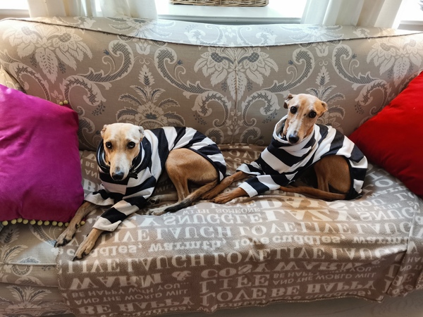 Dogs for beginners