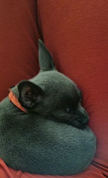 New dog after a loss- how do you know when it’s right?
