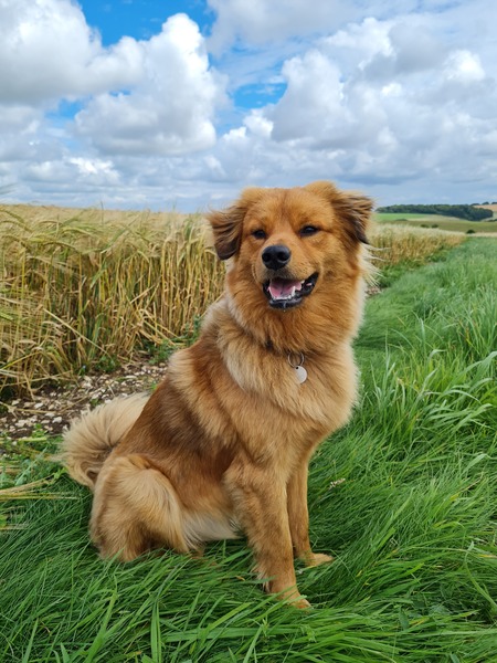 Can we have a pet appreciation thread?
