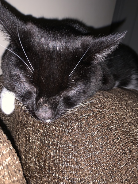DCat has done something to her nose