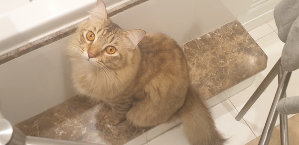 If you were a cat where would you hide?