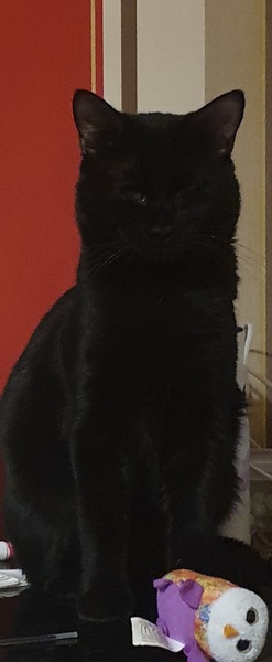 Beautiful pussies