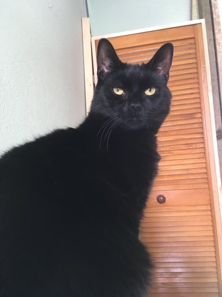 Should we get another cat?
