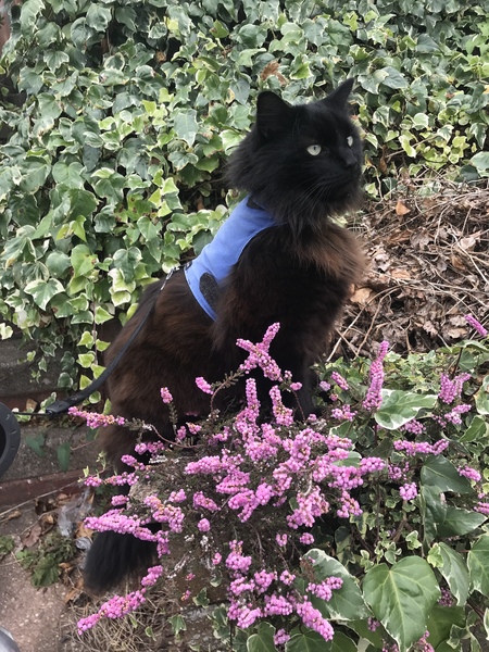 Beautiful pussies