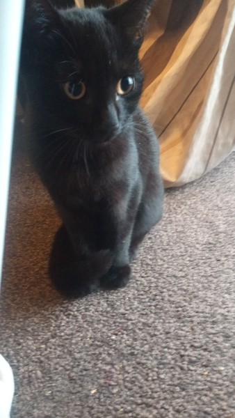 Can we have a ‘I love my beautiful cats’ thread?!