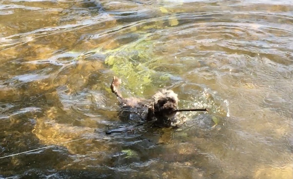 which small-medium woolly dogs like water and boats?