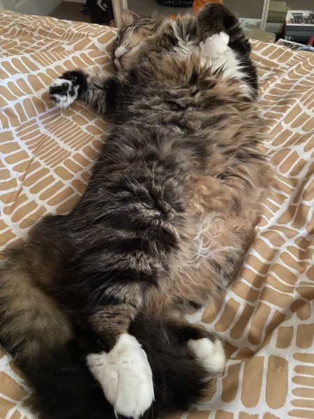 Can we have a ‘I love my beautiful cats’ thread?!