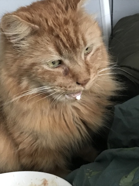 Ollie, Paws, friends and family