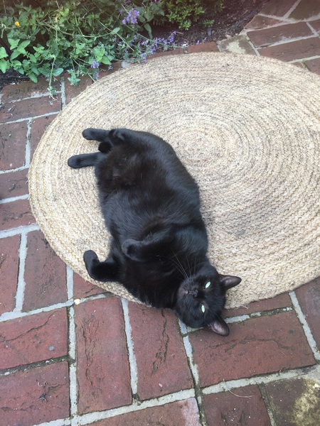 Can we have a pet appreciation thread?