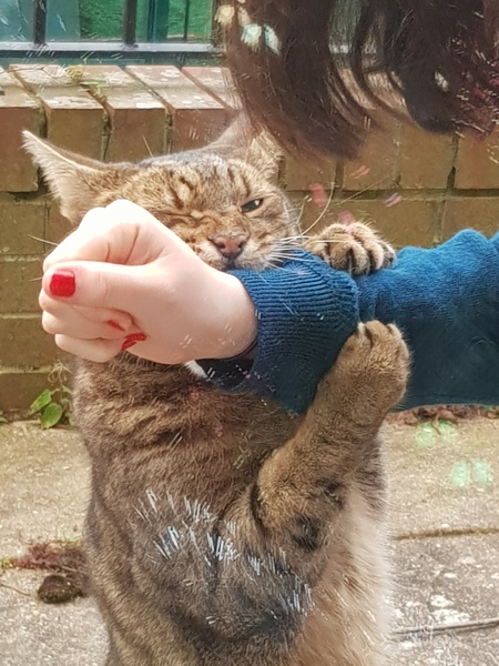 Thug cat part 4.  After all, it's not my Axminster.