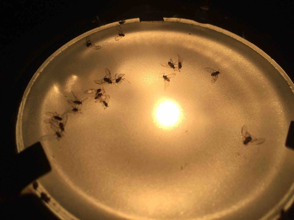 Oh my lord, what are these things? Help!