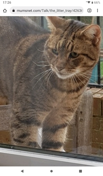 Thug cat part 4.  After all, it's not my Axminster.