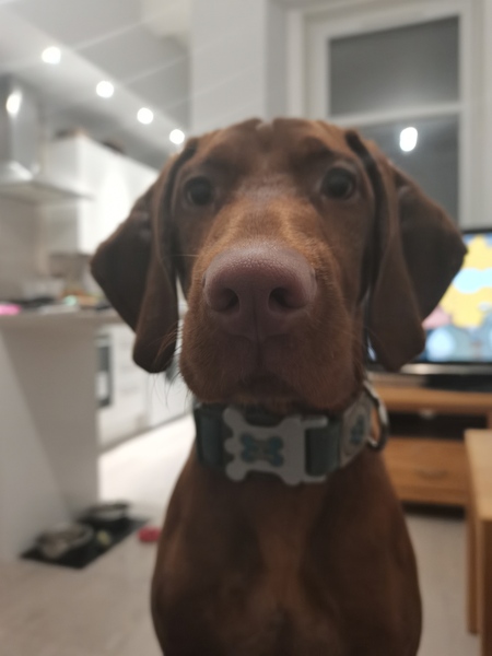To ask you to select my dog breed?