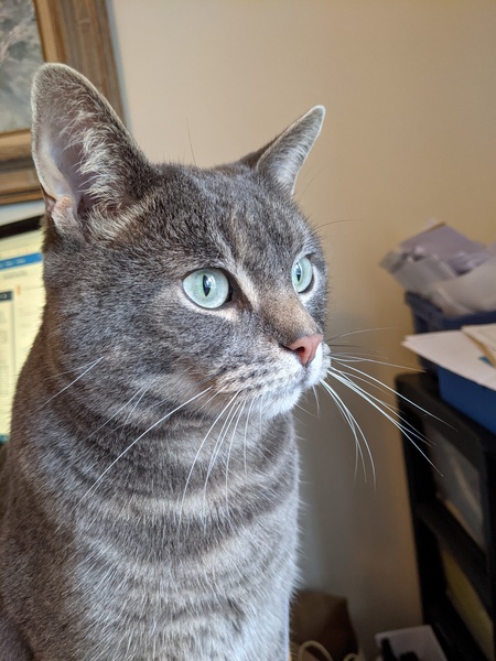 Can we have a ‘I love my beautiful cats’ thread?!
