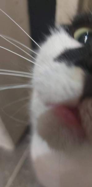 Show me your cats 🐈 😃