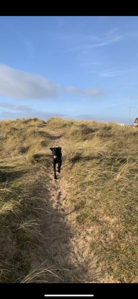 Puppy Survival Thread: surviving into 2022