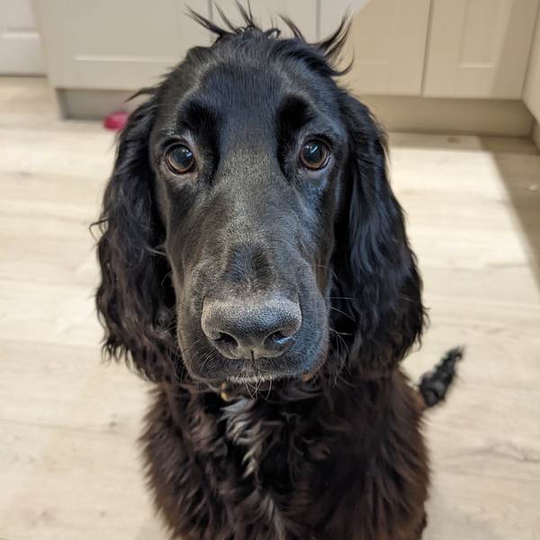 Puppy Survival Thread: surviving into 2022