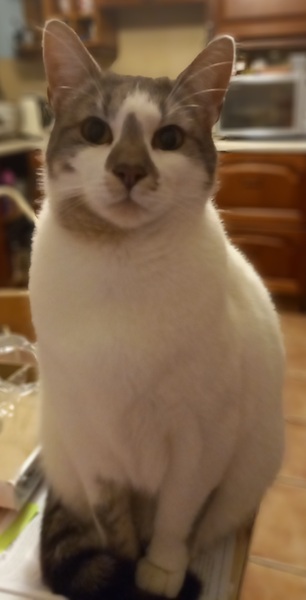 Beautiful pussies