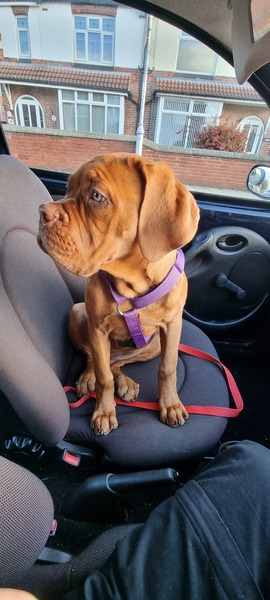 To ask you to select my dog breed?