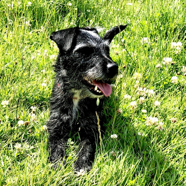 Patterdale Terrier
