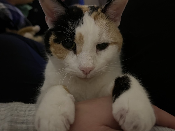 Show me your cats 🐈 😃