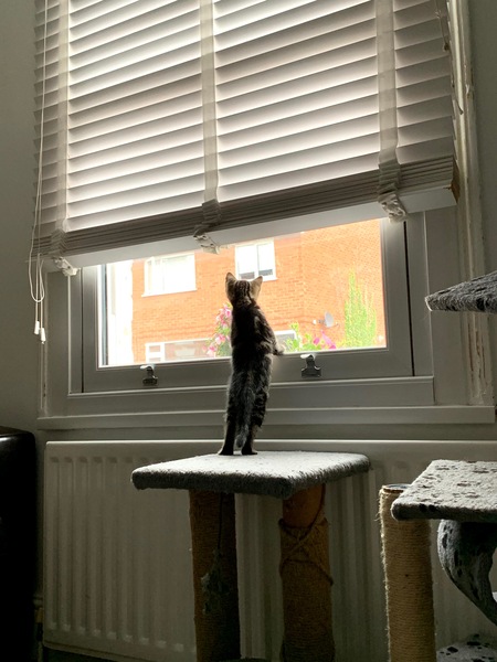 I need your photos of cats looking out of windows.  And I need them now!