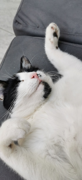 Can we have a ‘I love my beautiful cats’ thread?!